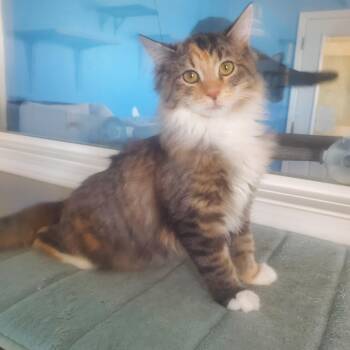 Domestic Long Hair Cats Available for Adoption in Polson, Montana - Julia | PetCurious