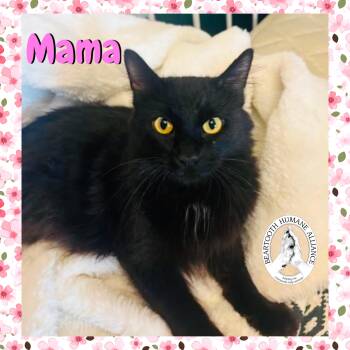 Rescue Domestic Long Hair Cats for Adoption in Red Lodge, Montana - Mama | PetCurious