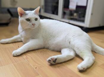 Yoda (Senior) -  Domestic Short Hair Cat for Adoption in Alexandria, Virginia - Yoda (Senior) | PetCurious