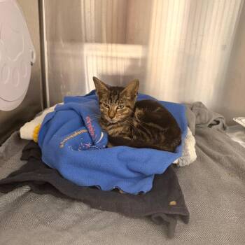 Crispin -  Domestic Short Hair Cat for Adoption in West Palm Beach, Florida - Crispin | PetCurious