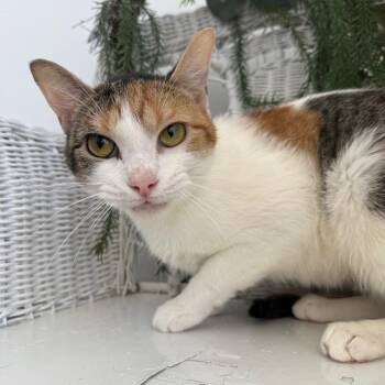 Songbird EL 56224 -  Domestic Short Hair Cat Available for Adoption in Eaton Rapids, Michigan - Songbird EL 56224 | PetCurious