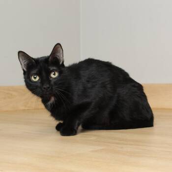 Domestic Short Hair Cats Available for Adoption in Minnetonka, Minnesota - India C69473 | PetCurious