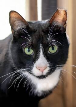 Friskies -  Domestic Short Hair Cat Available for Adoption in Buford, Georgia - Friskies | PetCurious