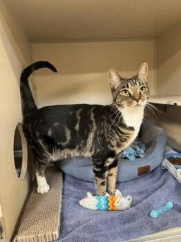 Cassie -  Domestic Short Hair Cat for Adoption in New Hope, Pennsylvania - Cassie | PetCurious