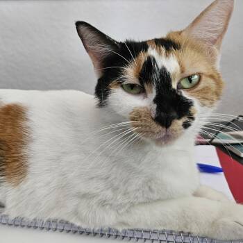 Rescue Domestic Short Hair Cats for Adoption in San Antonio, Texas - Dottie | PetCurious