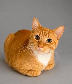 Tubs -  Domestic Short Hair Cat for Adoption in Columbia, Tennessee - Tubs | PetCurious