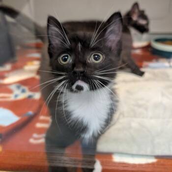 Paprika -  Domestic Short Hair Cat for Adoption in Suffolk, Virginia - Paprika | PetCurious