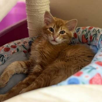Copycat - Playful & Silly -  Domestic Medium Hair Cat for Adoption in Flagstaff, Arizona - Copycat - Playful & Silly | PetCurious