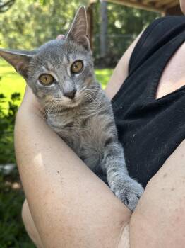 Rescue Domestic Short Hair Cats for Adoption in Little River, South Carolina - Batman | PetCurious