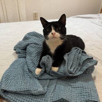 Blaze -  Domestic Short Hair Cat for Adoption - Blaze | PetCurious