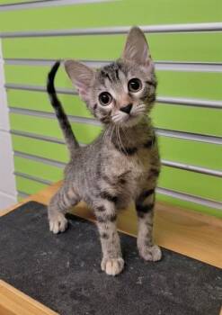 SUSIE Q -  Domestic Short Hair Cat for Adoption in St. Peters, Missouri - SUSIE Q | PetCurious