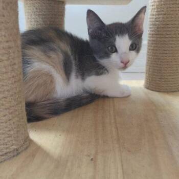 VANILLA -  Domestic Short Hair Cat for Adoption in Tampa, Florida - VANILLA | PetCurious