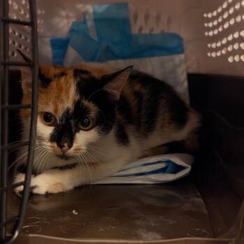 Punkin -  Domestic Short Hair Cat for Adoption in Salt Lake City, Utah - Punkin | PetCurious