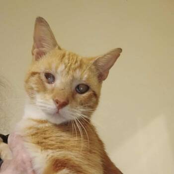 Rescue Domestic Short Hair Cats for Adoption in Gainesville, Florida - Pina Colada | PetCurious