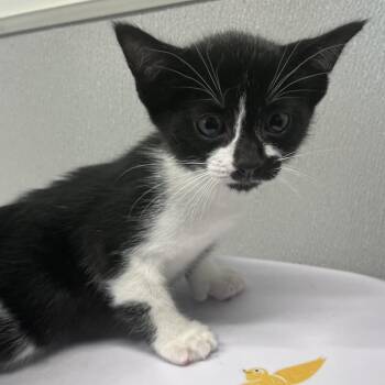 Rigby -  Domestic Short Hair Cat for Adoption in Tampa, Florida - Rigby | PetCurious