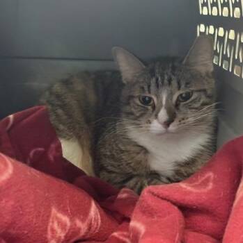 Domestic Short Hair Cats Available for Adoption in Ogdensburg, New York - Sebastian | PetCurious