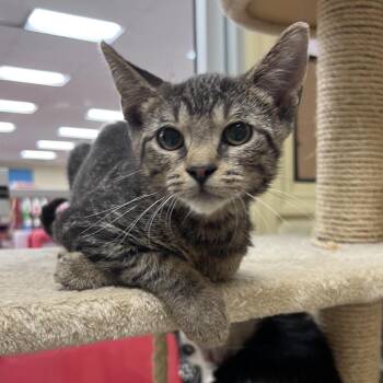 Rocky -  Domestic Short Hair Cat for Adoption in Stoughton, Wisconsin - Rocky | PetCurious
