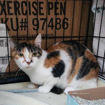 Rescue Domestic Short Hair Cats for Adoption in Wadena, Minnesota - Ivy | PetCurious