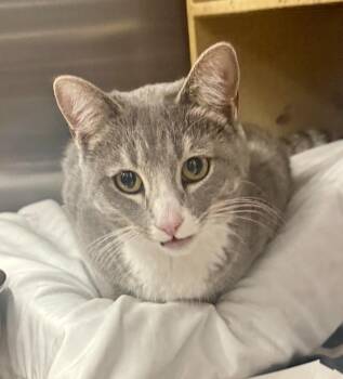 Domestic Short Hair Cats Available for Adoption - Azurite | PetCurious