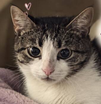 Aniya -  Domestic Short Hair Cat for Adoption in Herndon, Virginia - Aniya | PetCurious