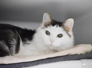 Rescue Domestic Long Hair Cats for Adoption in Boston, Massachusetts - FULLA | PetCurious
