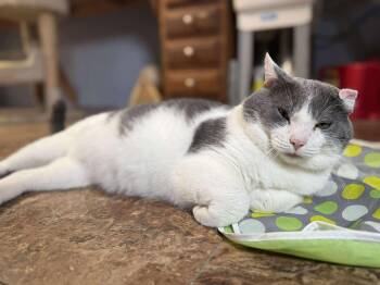 Pascal -  Domestic Short Hair Cat for Adoption - Pascal | PetCurious