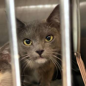 Rhyme BARN HOME -  Domestic Short Hair Cat for Adoption in Huntington, West Virginia - Rhyme BARN HOME | PetCurious