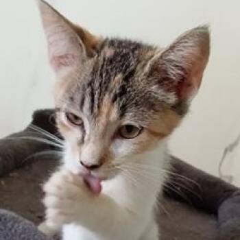 Rescue Domestic Short Hair Cats for Adoption in Ocean Isle Beach, North Carolina - Sara | PetCurious