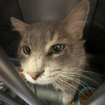 Domestic Long Hair Cats Available for Adoption - Tony Hawk | PetCurious