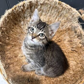 Bandit -  Domestic Short Hair Cat for Adoption in Hackett, Arkansas - Bandit | PetCurious