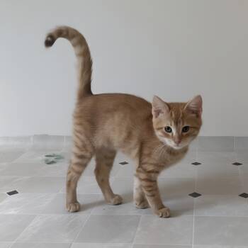 Rescue Domestic Short Hair Cats for Adoption in Byron Center, Michigan - Patrick | PetCurious