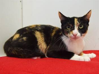 Domestic Short Hair Cats Available for Adoption - CAMILE | PetCurious