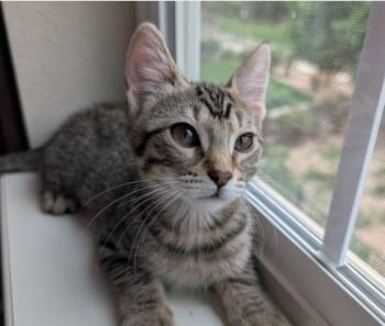 Woodland Elf -  Domestic Short Hair Cat Available for Adoption in Fort Collins, Colorado - Woodland Elf | PetCurious