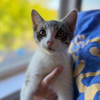 Marshall (bonded with Rocky) -  Domestic Short Hair Cat for Adoption in Santa Rosa, California - Marshall (bonded With Rocky) | PetCurious