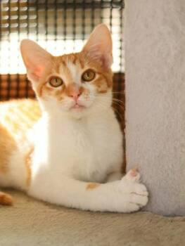 Lt. Dan -  Domestic Short Hair Cat for Adoption in Kansas City, Missouri - Lt. Dan | PetCurious
