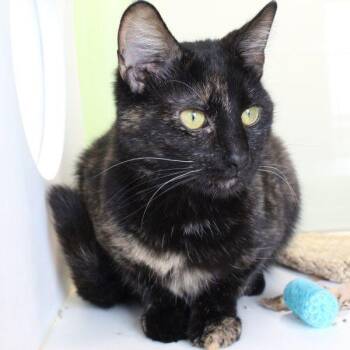 Domestic Short Hair Cats Available for Adoption in Des Moines, Iowa - Kaleidoscope | PetCurious