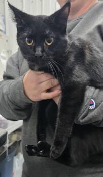 Rescue Domestic Short Hair Cats for Adoption in Hillsdale, Indiana - Solomon | PetCurious