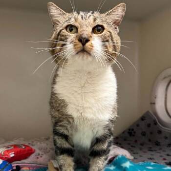 Kelso -  Domestic Short Hair Cat for Adoption in Jacksboro, Tennessee - Kelso | PetCurious