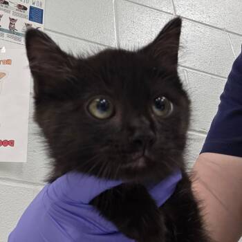 Dale -  Domestic Short Hair Cat for Adoption in Chattanooga, Tennessee - Dale | PetCurious