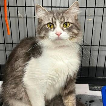 Nellie -  Domestic Short Hair Cat for Adoption in Buffalo, New York - Nellie | PetCurious