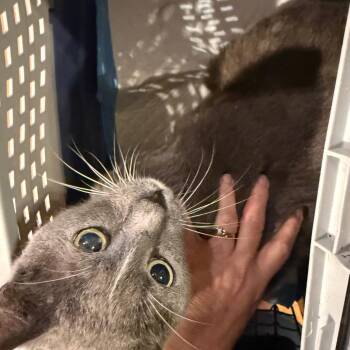 Mr. Blue -  Domestic Short Hair Cat Available for Adoption in Granby, Missouri - Mr. Blue | PetCurious
