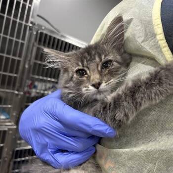 Lavinia -  Domestic Medium Hair Cat for Adoption in Salt Lake City, Utah - Lavinia | PetCurious
