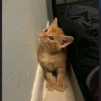 Tarzan -  Domestic Short Hair Cat for Adoption in Fort Lauderdale, Florida - Tarzan | PetCurious