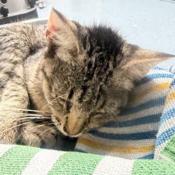 TUSC-Stray-85853 -  Domestic Short Hair Cat for Adoption in Tuscaloosa, Alabama - TUSC-Stray-85853 | PetCurious