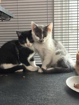 Dolly -  Domestic Short Hair Cat for Adoption in Breinigsville, Pennsylvania - Dolly | PetCurious