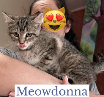 Meowdonna -  Domestic Short Hair Cat Available for Adoption in Berkeley Springs, West Virginia - Meowdonna | PetCurious