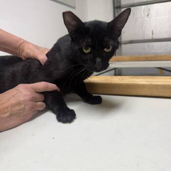 Dark Devine -  Burmese Cat for Adoption in Las Vegas, Nevada - Dark Devine | PetCurious