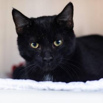 Domestic Short Hair Cats Available for Adoption in Wilmington, Delaware - Carlos, Jr. | PetCurious