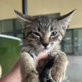 Tony -  Domestic Medium Hair Cat for Adoption in Leander, Texas - Tony | PetCurious