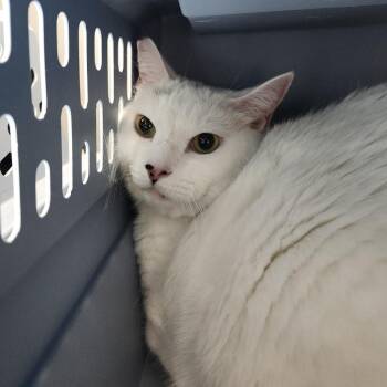 Crystal Bell -  Domestic Short Hair Cat for Adoption in Clearwater, Florida - Crystal Bell | PetCurious
